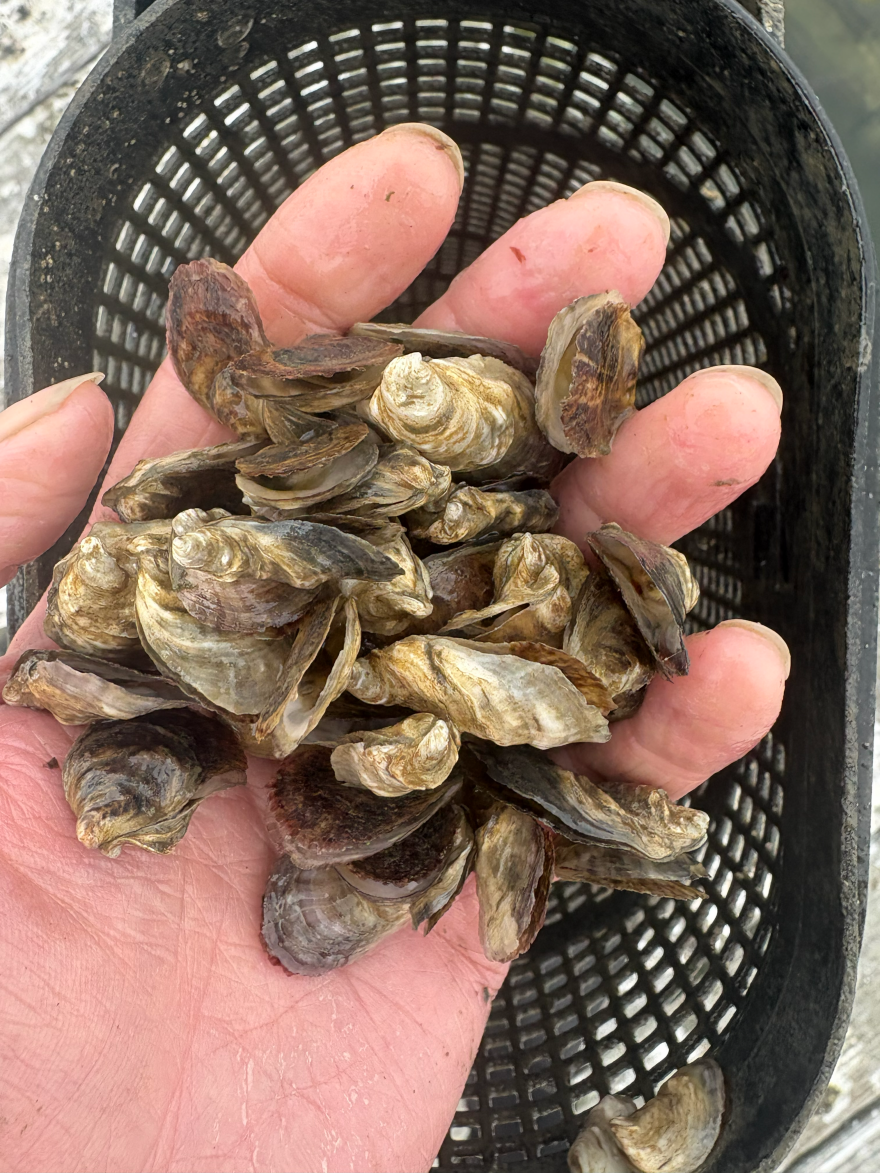 Alex Lambert holds a handful of juvenile oysters killed by the algal bloom last month.