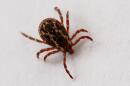 An American Dog Tick is seen in Chincoteague, Va., Wednesday, April 29, 2026. (Carolyn Kaster/AP)