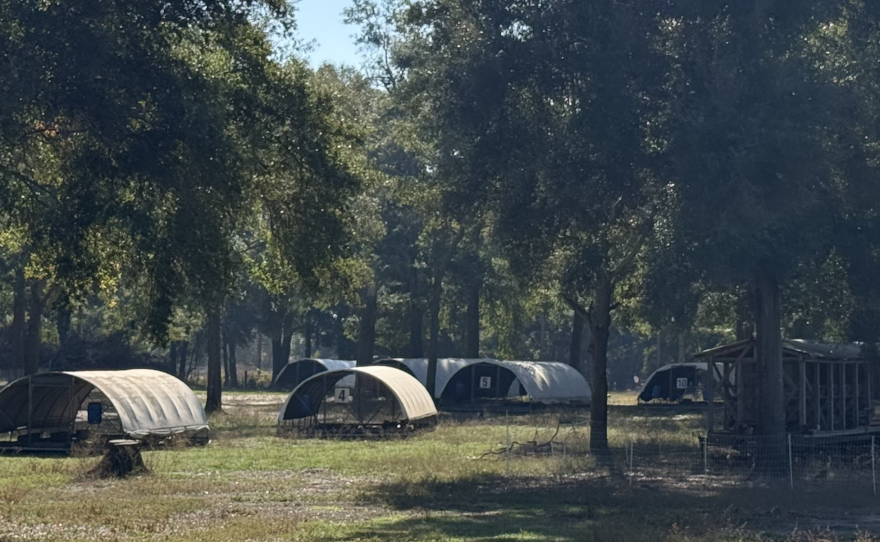 Some of the movable brooders on Pastured Life Farm land.