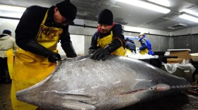 Fish market workers in Jersey City, N.J., prepare a bluefin tuna for shipment to some of New York's top sushi restaurants.