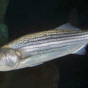 Striped bass are likely to begin their fall migration after this weekend's big storm passes.