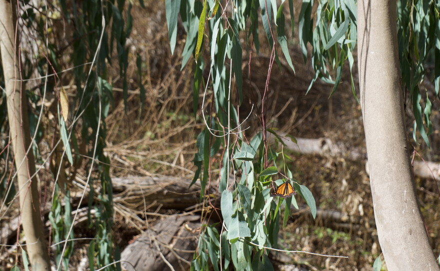 A butterfly rests on a long flat leaf. Trees and brush in the background. A large trunk on the right side of the image.