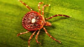 An adult female lone star tick crawling on a blade of grass in 2023. (Lauren Bishop/CDC via AP)
