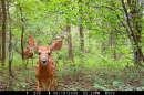 Image of two deer looking at a wildlife camera in Baskett Forest.