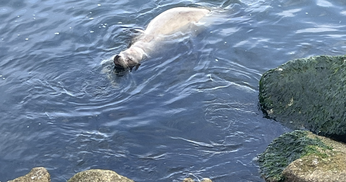 Predicting harmful algal blooms, 2025 Santa Cruz County Crop Report