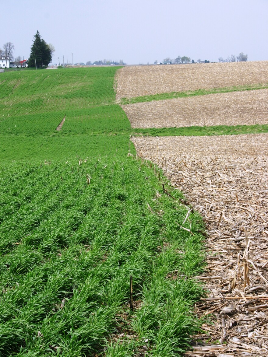 A growing cover crop (left) captures soil nutrients that otherwise might wash away from a field with no vegetation.