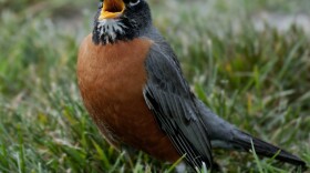 An American robin.