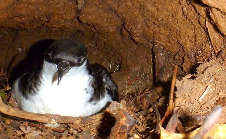 A Newell's shearwater nests in mountain burrows on the Hawaiian island of Kauai.