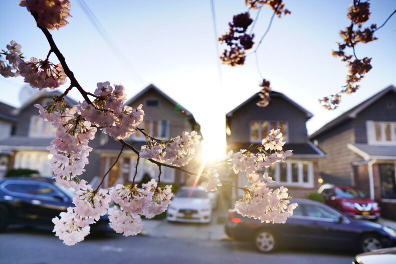 A photo of a blooming tree with houses behind it.