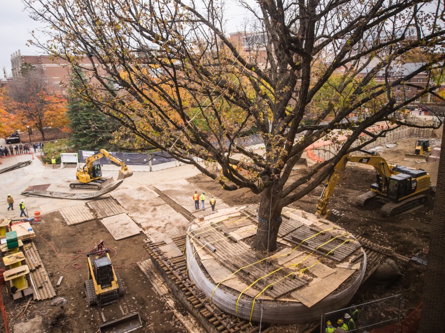 Construction workers lift an oak tree to move it to the other side of the University of Michigan's Ross School of Business.