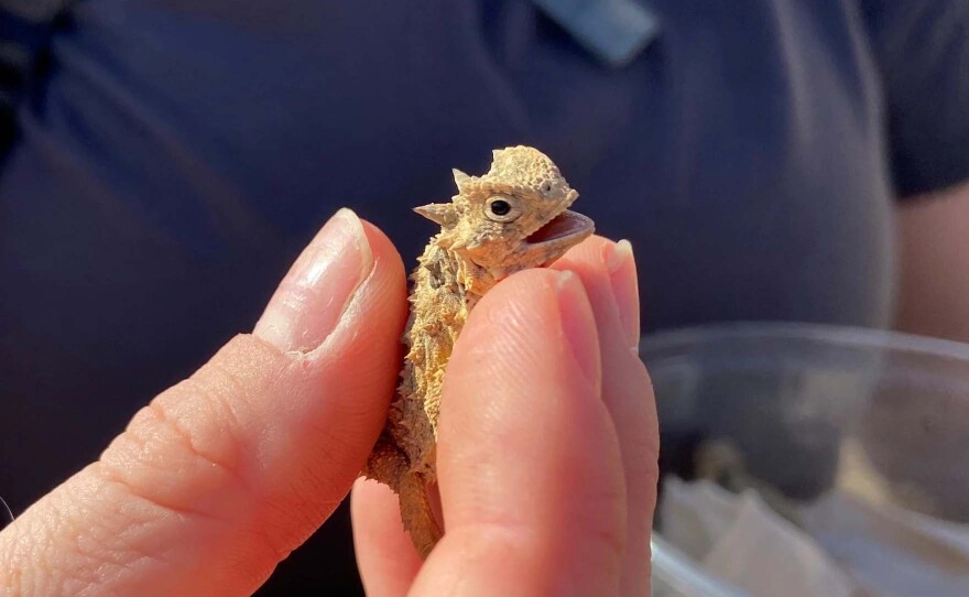 A horned toad baby.