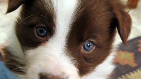 Cutte puppy - but is it healthy??