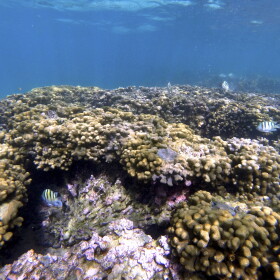 Fish swim on a coral reef in Kāneʻohe Bay on Friday, Oct. 1, 2021.