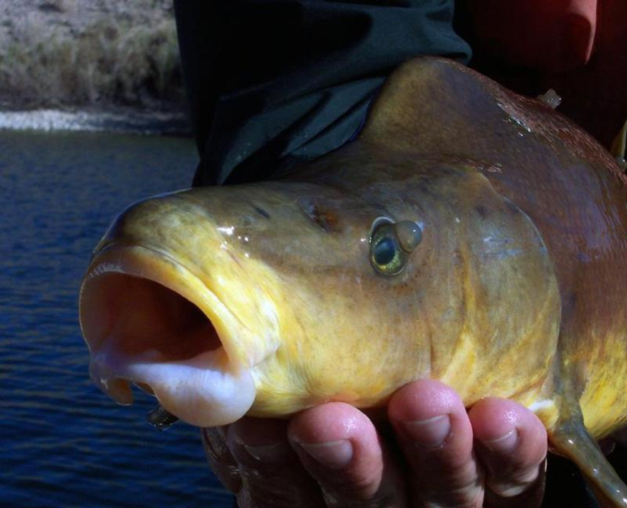 Close-up on a large green and yellow fish with its mouth open, held in someone's hand.