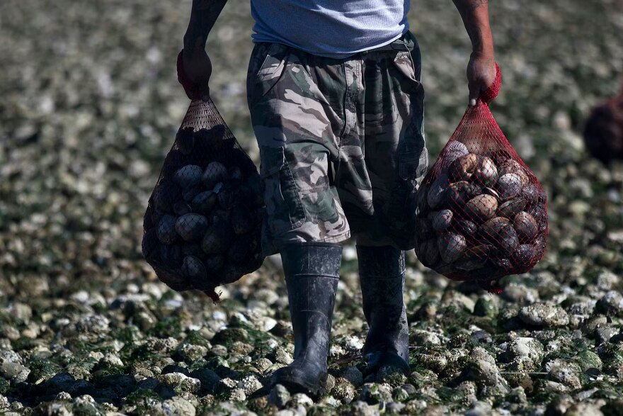 A person carries two webbed bags of oysters. The person is wearing black rainboots, camouflage pants and a gray t-shirt.
