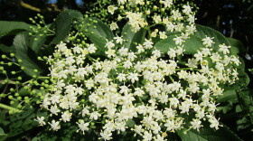 Elderberry flowers