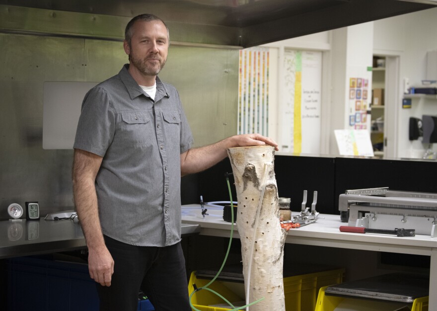 OneTree’s sugar master, Shaun Johnson, pictured next to a model birch-tapping setup at UAF’s Lola Tilly Test Kitchen on Sept. 28, 2025. Johnson is in charge of filtering and processing thousands of gallons of concentrated birch syrup for the program every year.
