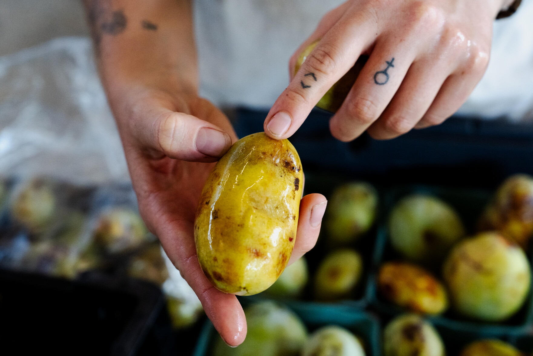 Pawpaws are a Midwest native fruit that’s gaining ground | KCUR ...