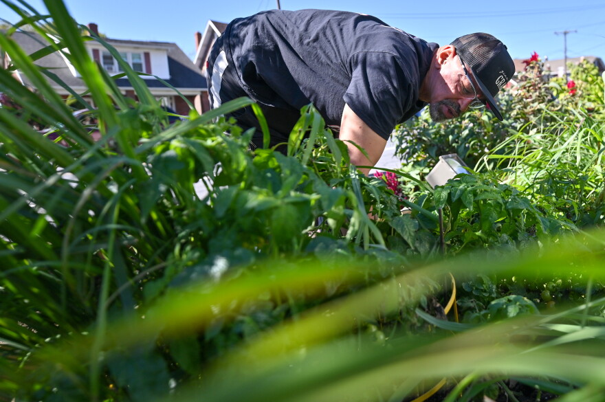 Everett Upton of Common Ground Ministries picks vegetables in the garden at the church.