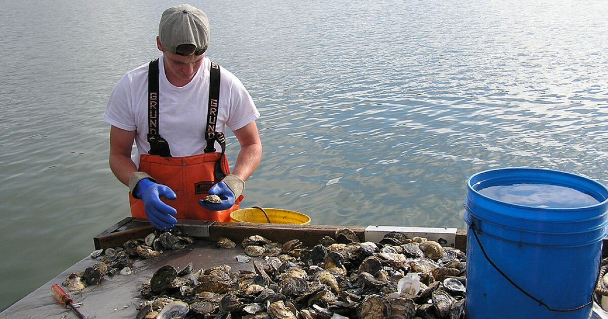 Learning How to Farm Shellfish, as the Wild Ones Disappear Maine Public