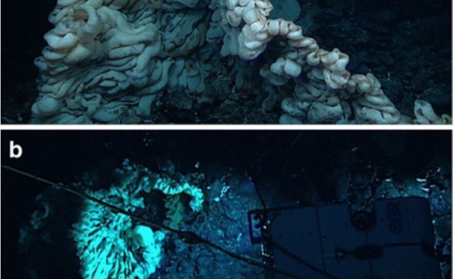The massive sponge photographed at a depth of 2,117 meters in the Papahānaumokuākea Marine National Monument by <strong>a)</strong> the ROV <em>Deep Discoverer</em> and <strong>b)</strong> its companion ROV <em>Seirios.</em>