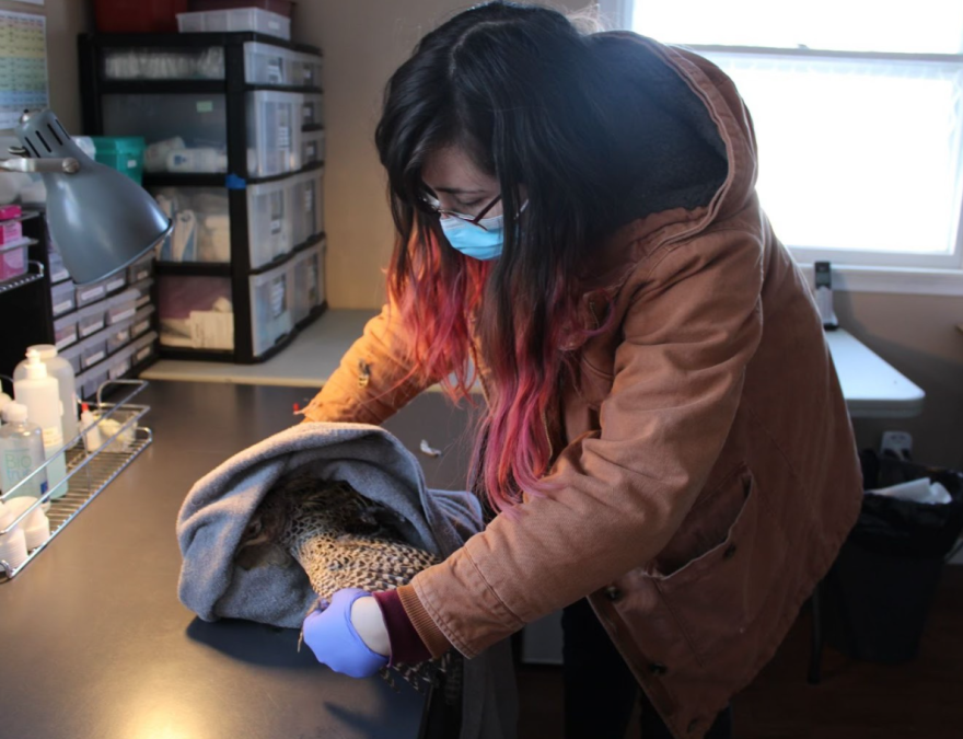 Bird Center of Michigan Clinic Manager Marissa Jardine tends to a bird.