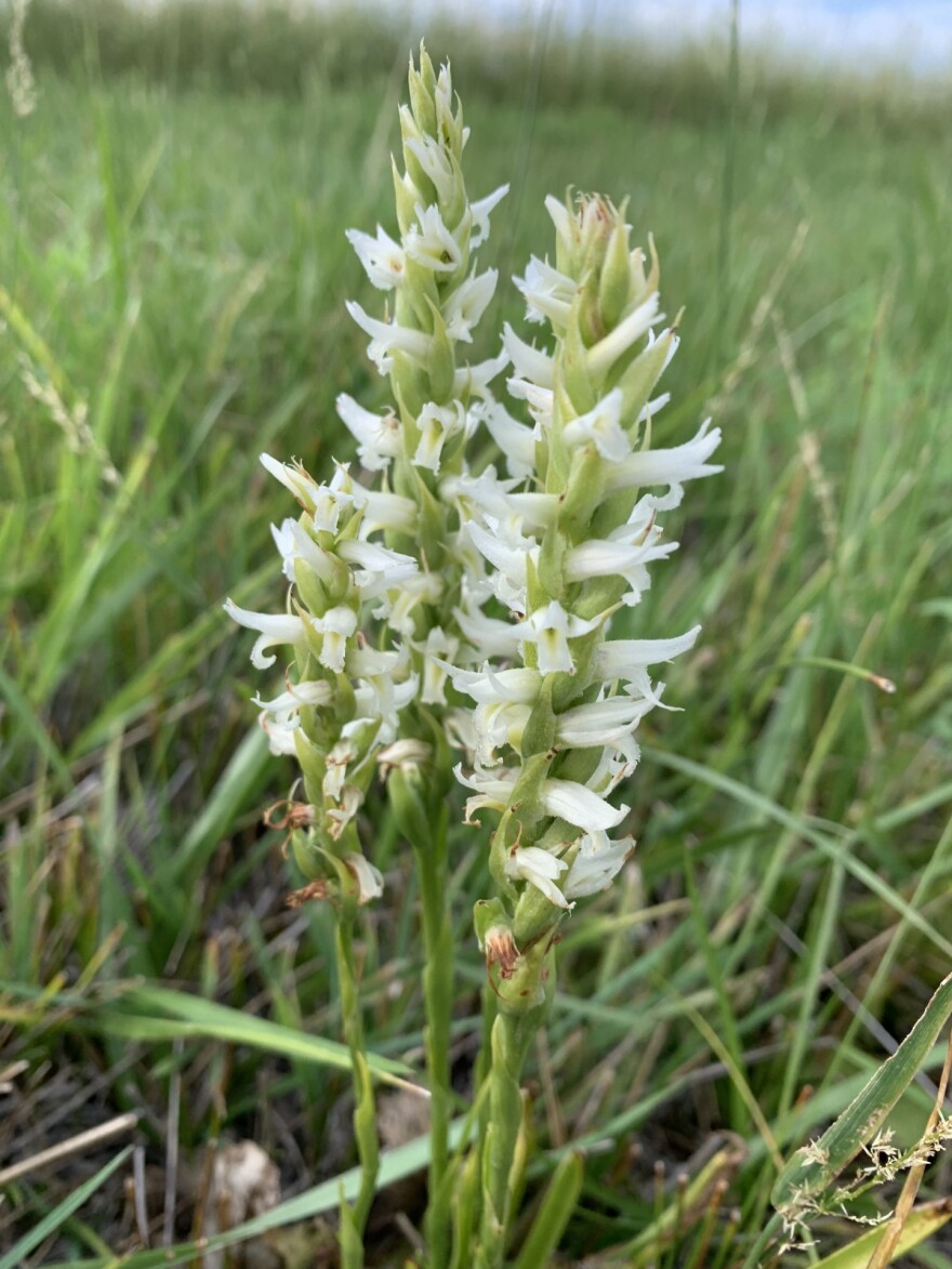 Ute Ladies’ Tresses Orchid at the Mendon Meadow Preserve, Bear River Land Conservancy