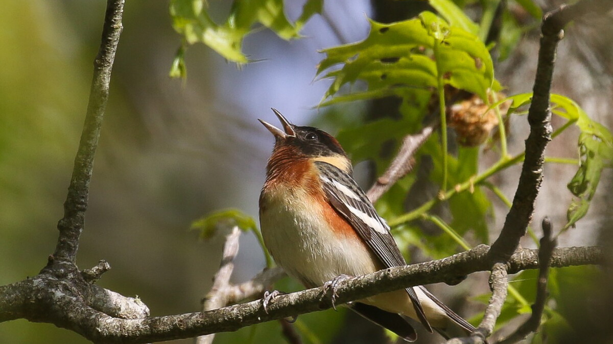 The many shades of the warblers of May - Vimarsana News
