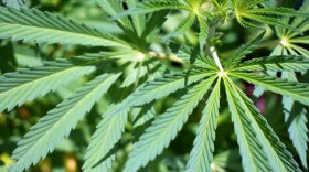 A close-up photo of the Cannabis leaf.