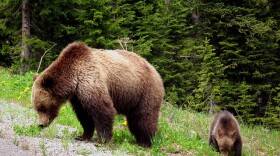 grizzly bear, yellowstone
