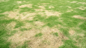 Image of a lawn with brown spots