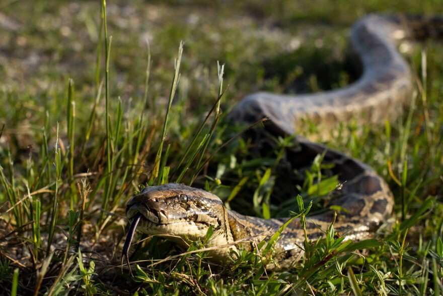 The top hunter captures 28 invasive Burmese pythons in the Everglades ...