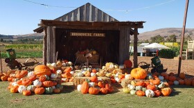 Pumpkins on display at Brookshire Farms.