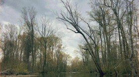 Tall trees crowd the gentle banks along Great Coharie Creek and reflect in its calm waters.