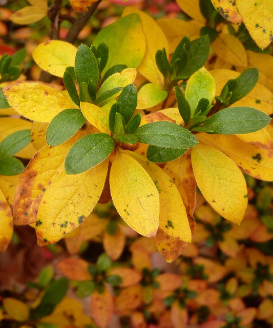 Yellow azalea leaves.