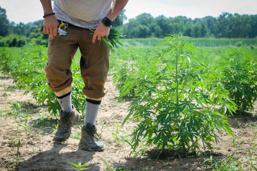 A man walks past 90 acres of hemp grown in Gibson County, Tennessee, in 2019.