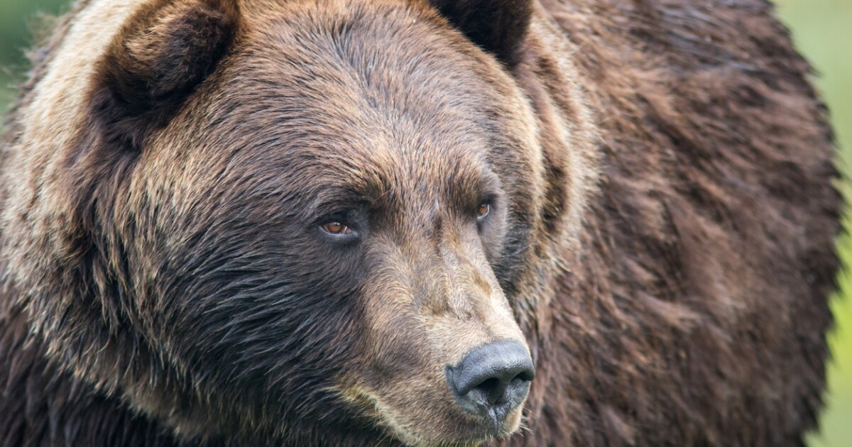 Where do grizzlies cross the road? Researchers are working on answers.