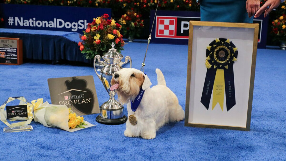 National Dog Show 2025 NBC event