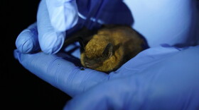 A biologist prepares to release a big brown bat, Eptesicus fuscus.