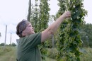 Jennifer Hermann harvesting hops