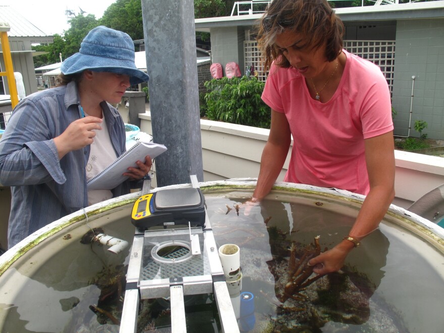 Sophie Dove (right) and Annamieke Van Den Heuvel of the Coral Reef Ecosystems Laboratory at the University of Queensland, St. Lucia, check on part of an experiment on the effects of water temperature and carbon dioxide levels on coral reefs.