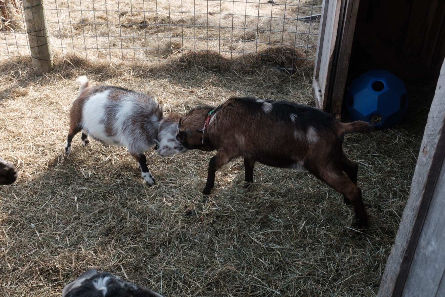 Goat snuggles help counter anxiety, isolation at this Shelburne farm ...