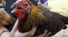 "Dolly," a 17-week old rose comb brown leghorn hen in Mississippi. (Rogelio V. Solis/AP)