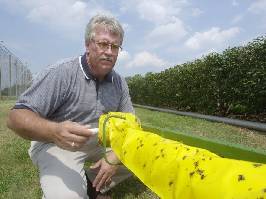 Lehr rolls in a section of a mosquito trap which is set up near the turf course at the track Aug. 13, 2002, in Louisville, Ky.