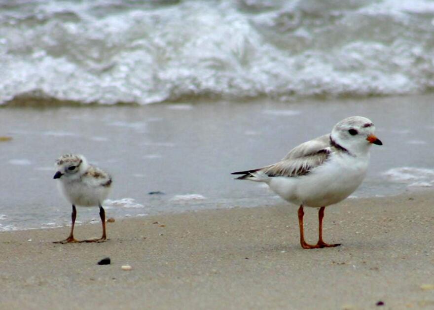 piping-plover.jpg