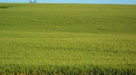 File photo of a wheat field north of Pasco, Washington. CREDIT: ANNA KING