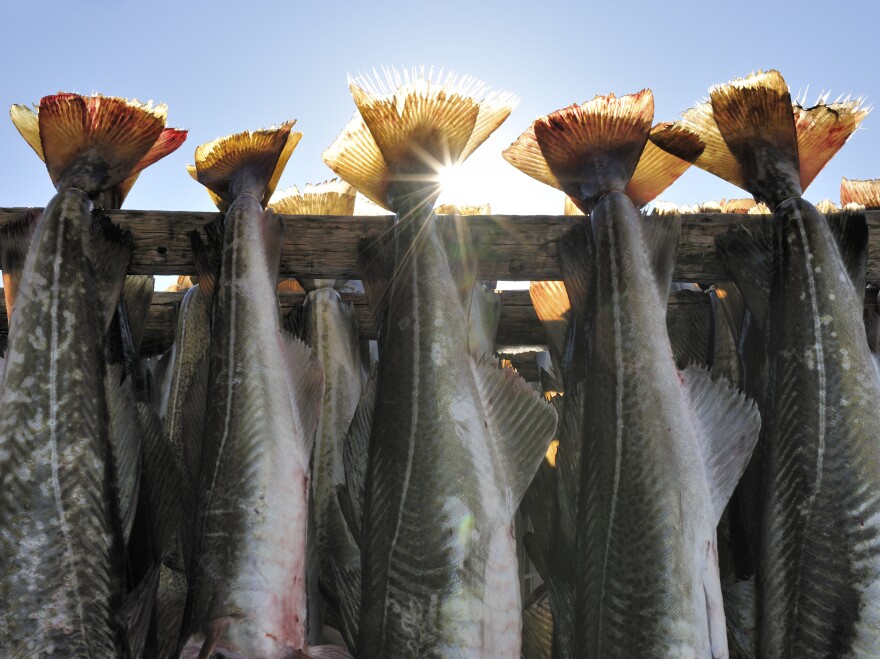 Whitefish, such as cod, was traditionally dried on outdoor racks. But now the fish is dried in sanitary rooms.