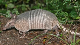 A nine-banded armadillo