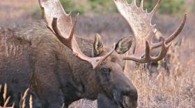 It’s illegal to sell big game meat, like that from this moose, in Alaska. (Photo by National Park Service)