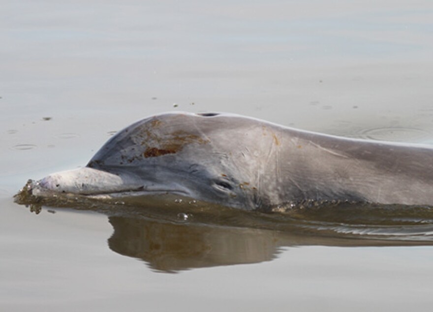 A dolphin covered in oil from the 201BP oil spill swims through Bay Jimmy in Northern Barataria Bay, Louisiana. 